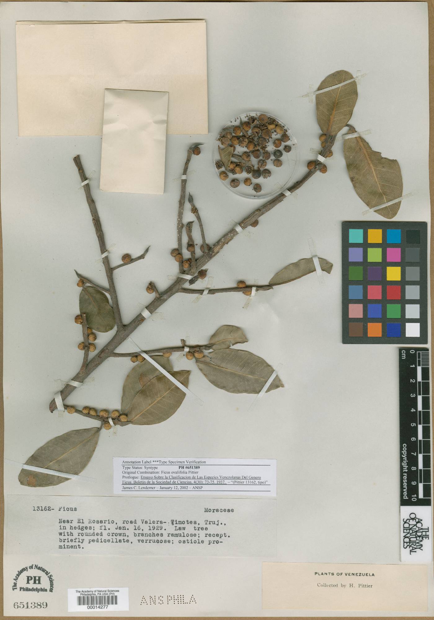 Ficus ovalifolia image