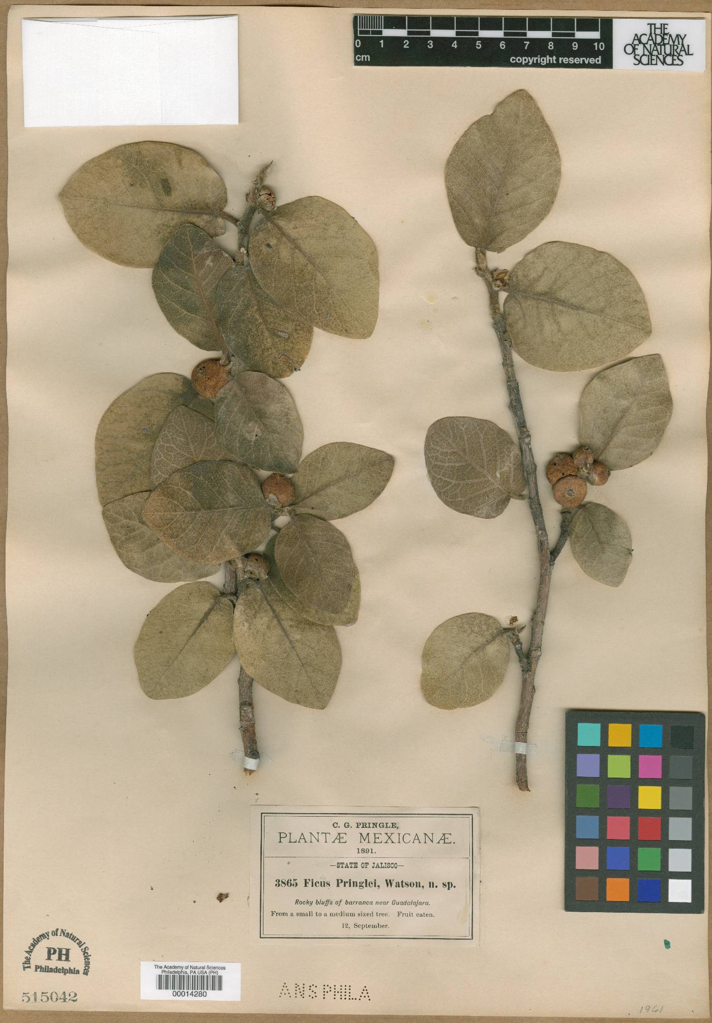 Ficus pringlei image