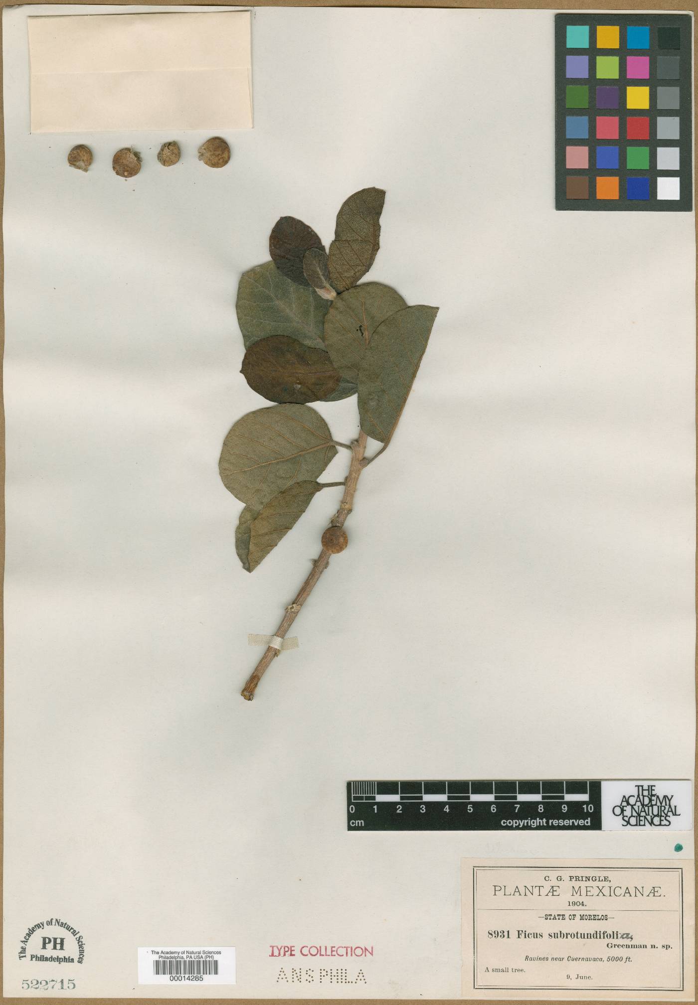 Ficus subrotundifolia image