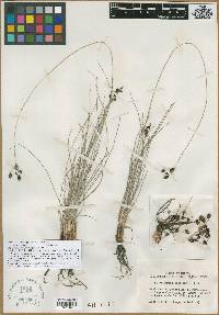 Fimbristylis argillicola image