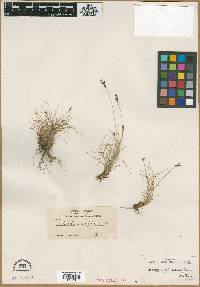 Fimbristylis ciliatifolia image