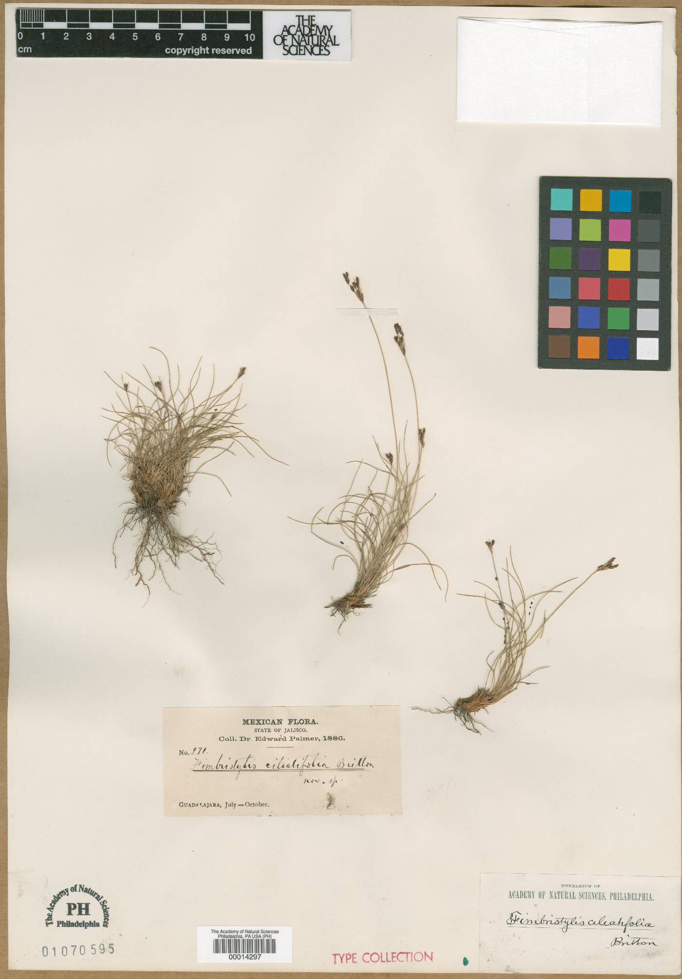 Fimbristylis ciliatifolia image