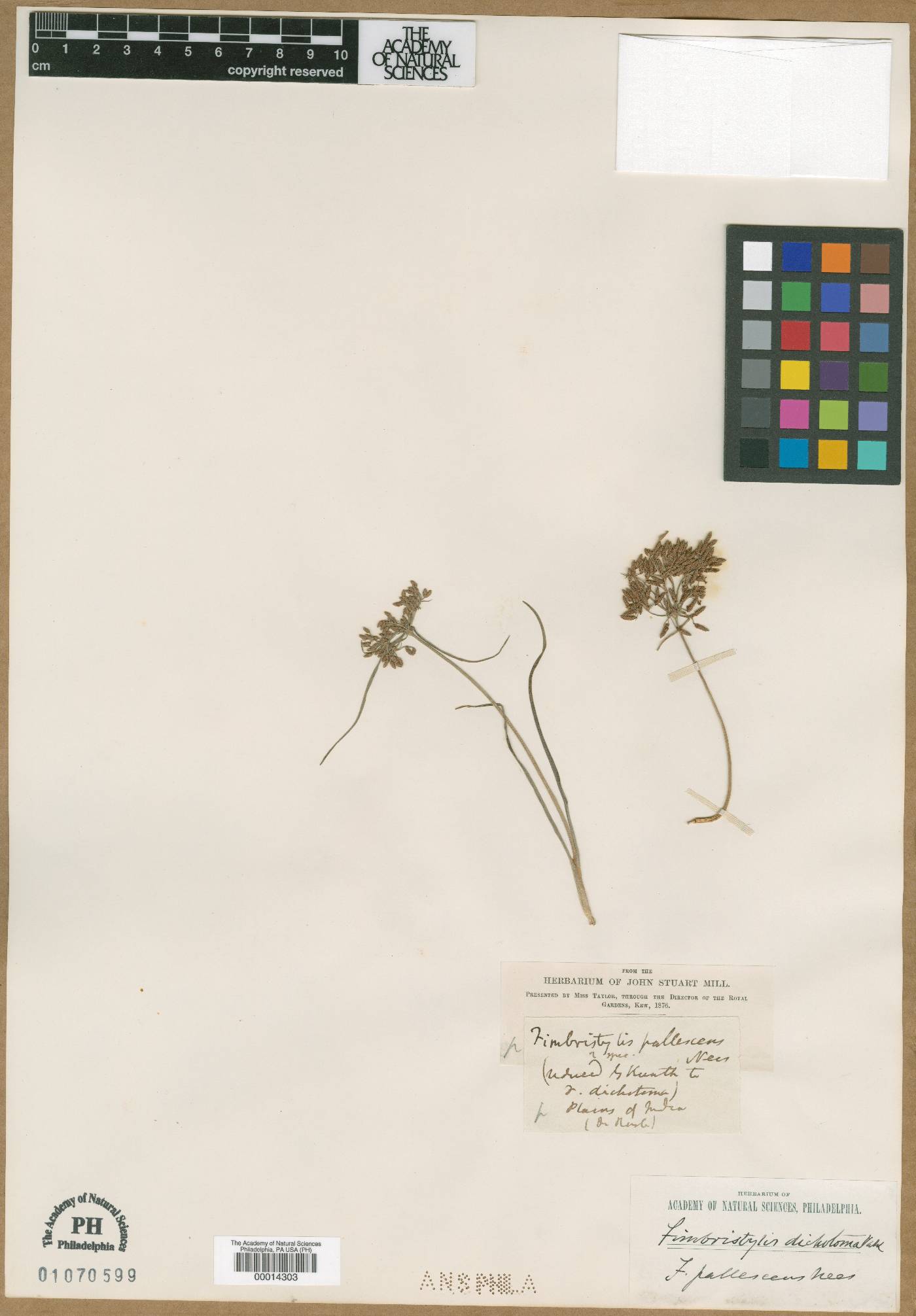 Fimbristylis pallescens image