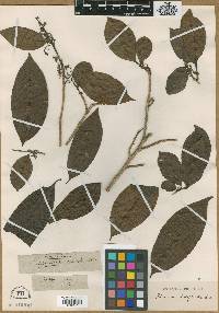 Image of Flacourtia cataphracta