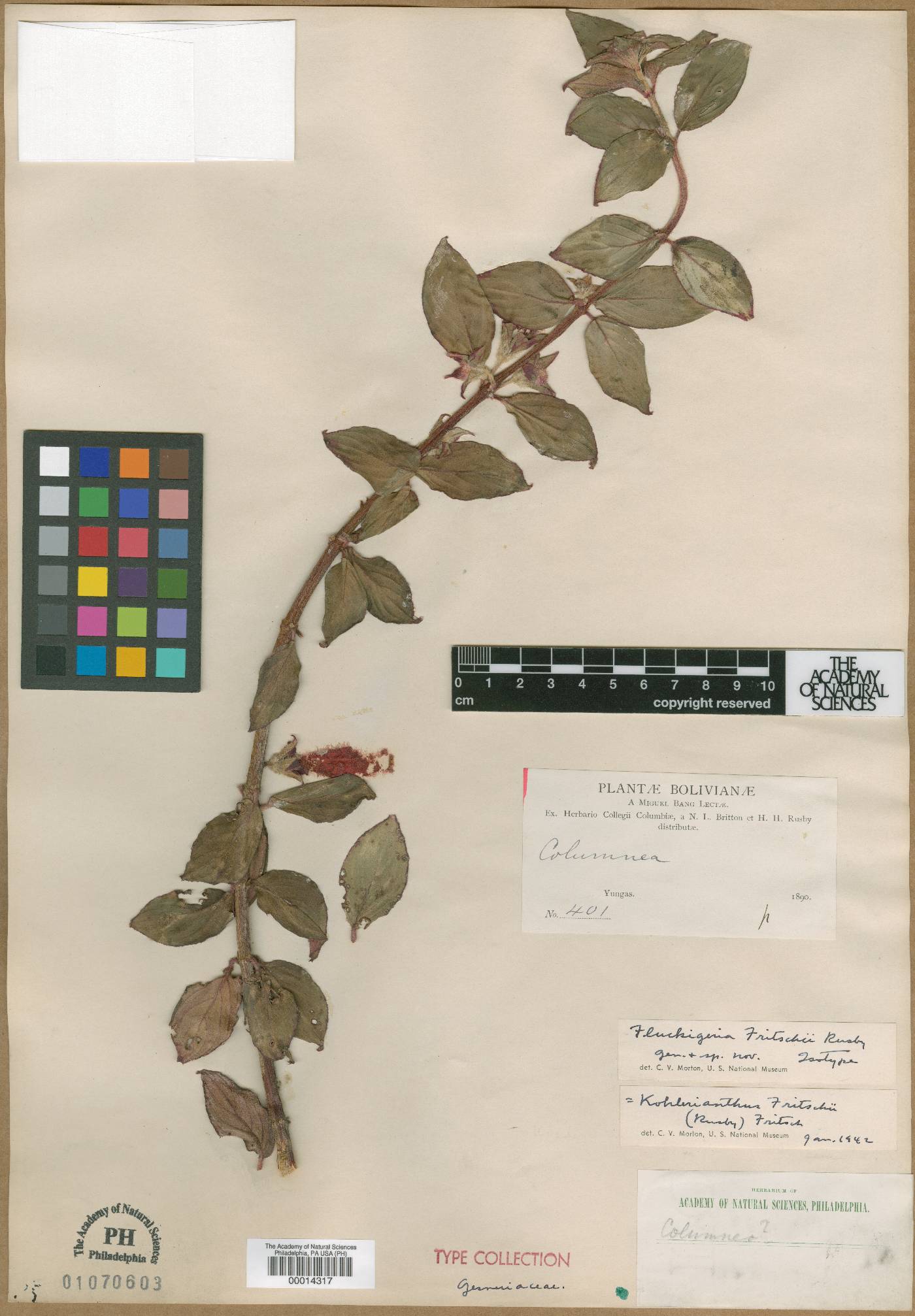 Columnea fritschii image