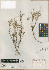 Franseria camphorata var. leptophylla image