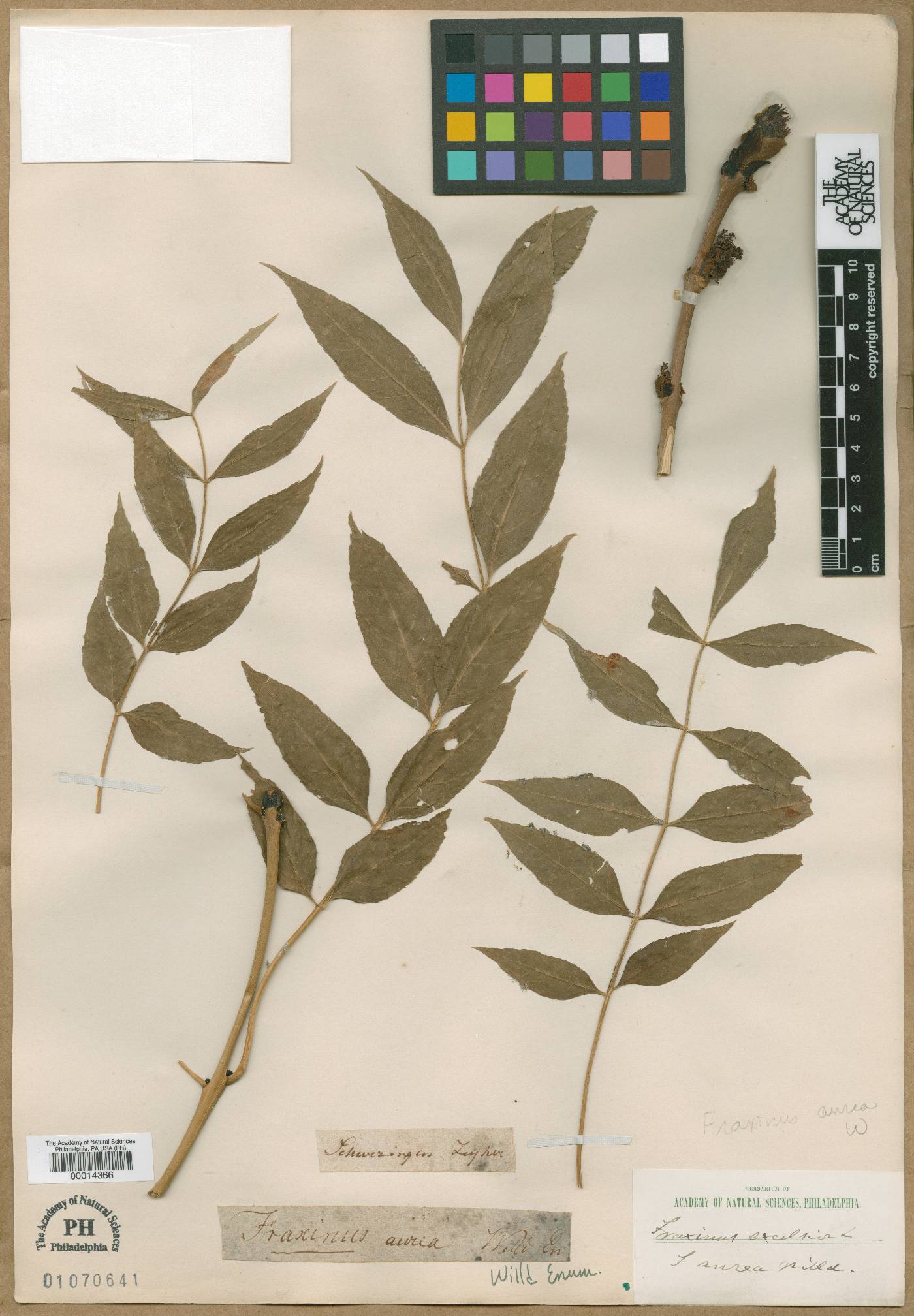 Fraxinus excelsior subsp. excelsior image