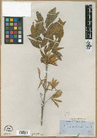 Fraxinus berlandieriana image