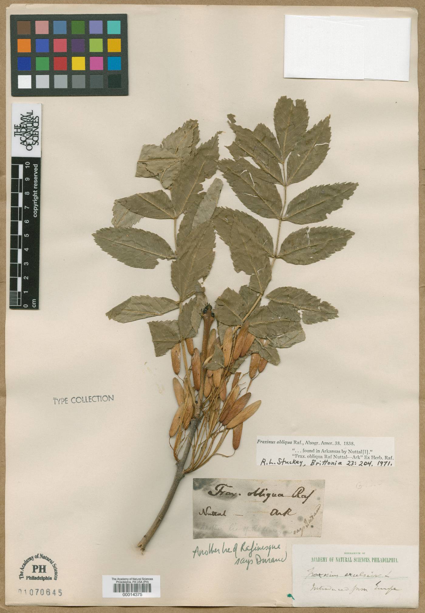 Fraxinus excelsior subsp. coriariifolia image