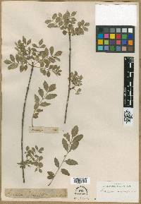Fraxinus angustifolia image