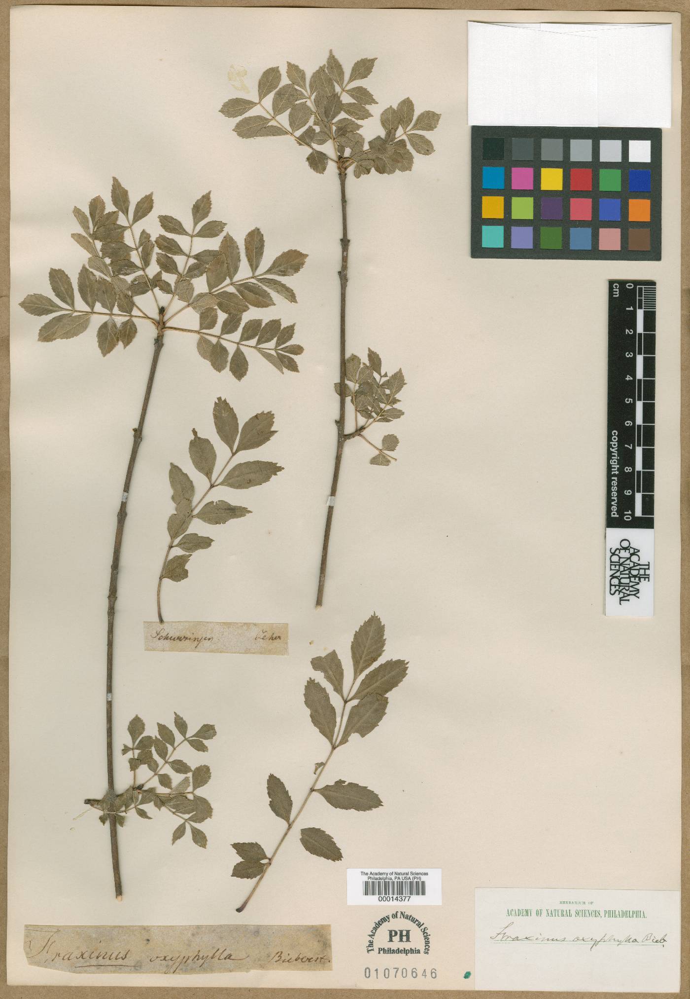 Fraxinus angustifolia subsp. oxycarpa image