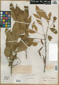 Fraxinus platycarpa image