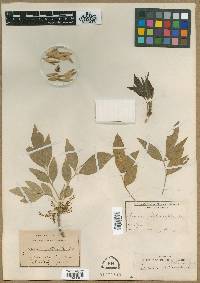 Fraxinus pistaciaefolia image