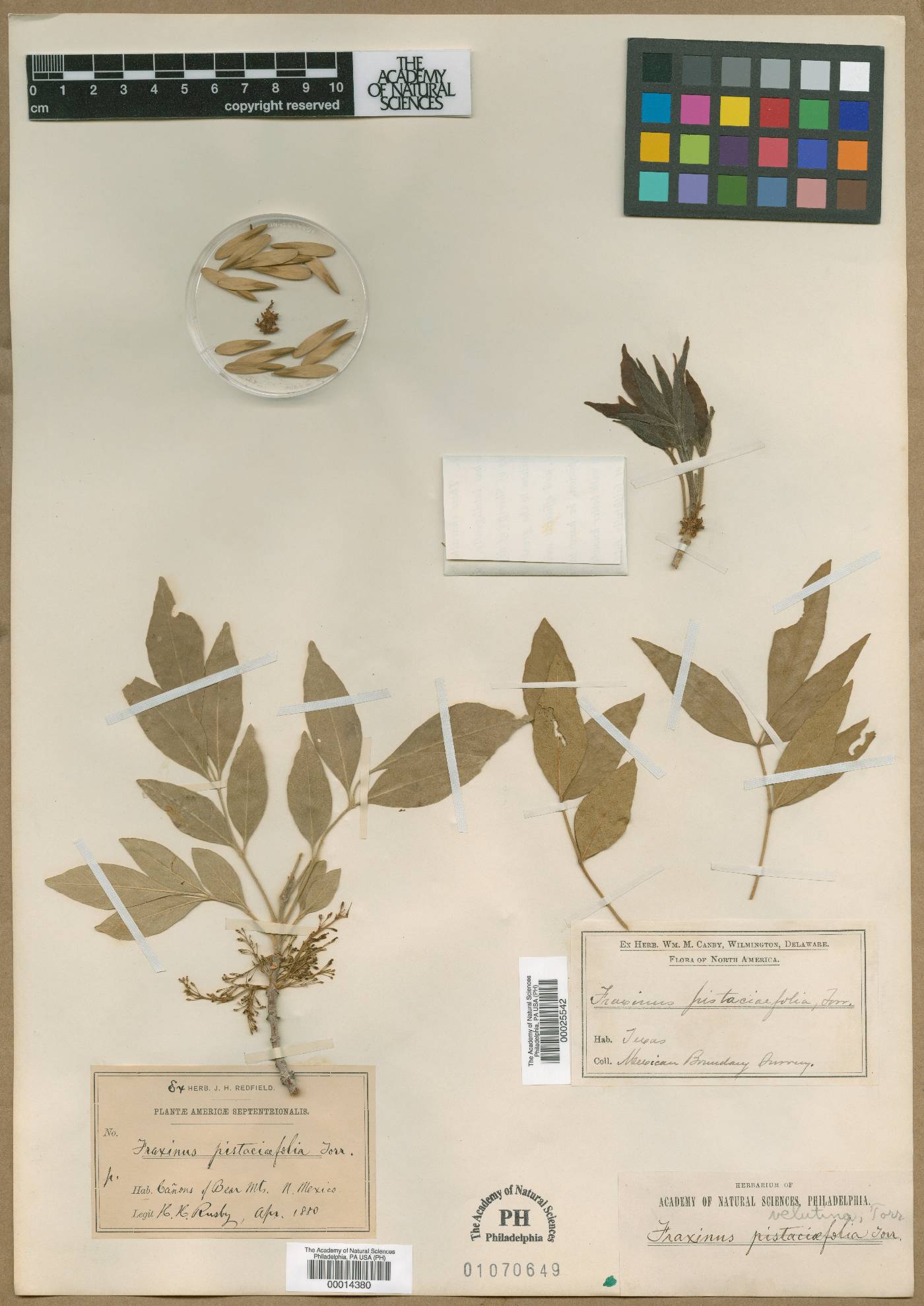 Fraxinus pistaciaefolia image