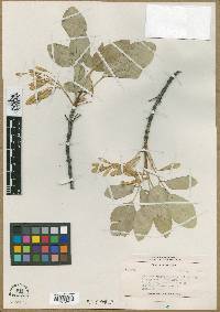 Fraxinus platycarpa image