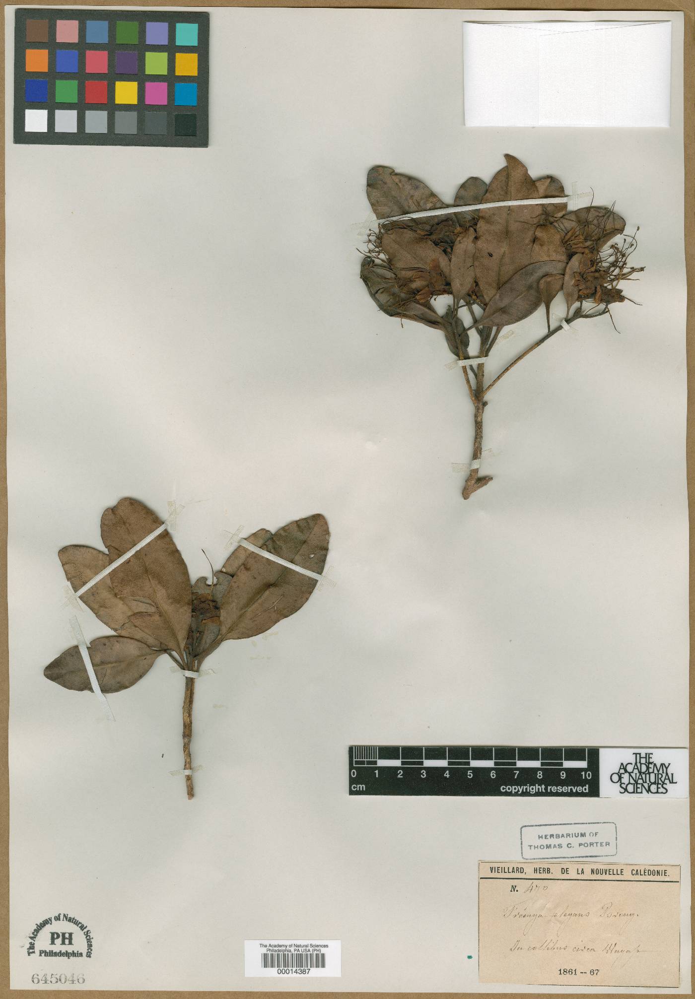 Xanthostemon multiflorus image