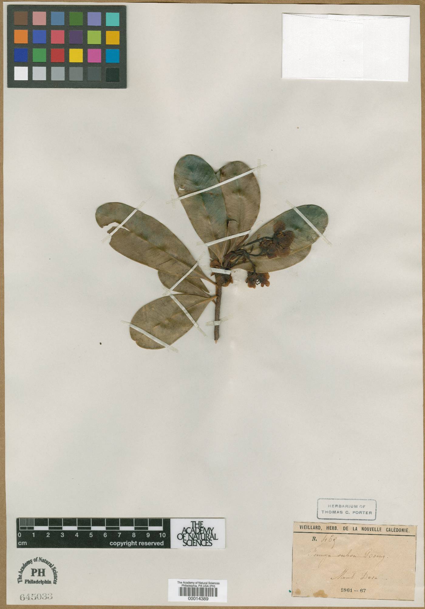 Xanthostemon ruber image