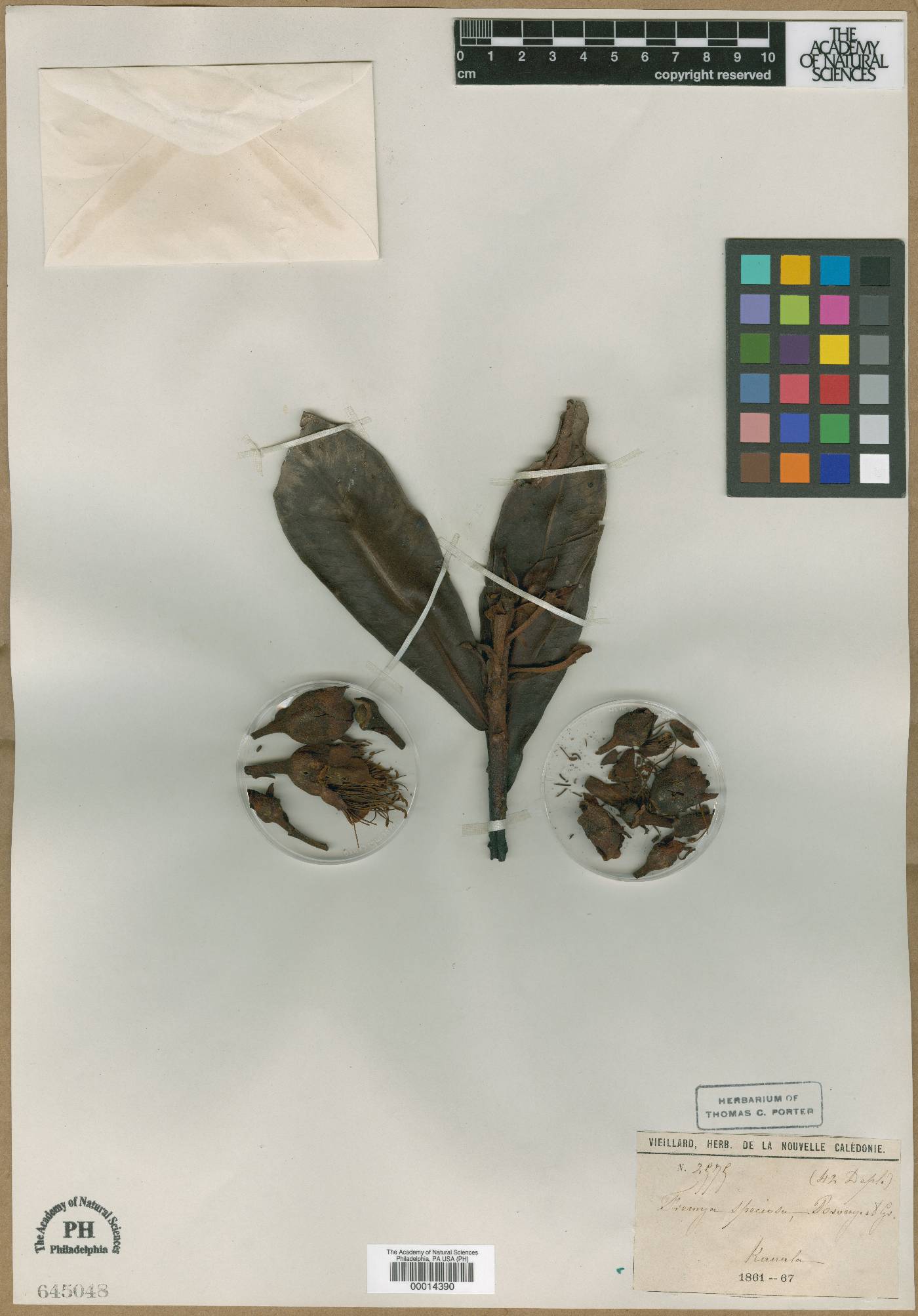 Xanthostemon gugerlii image