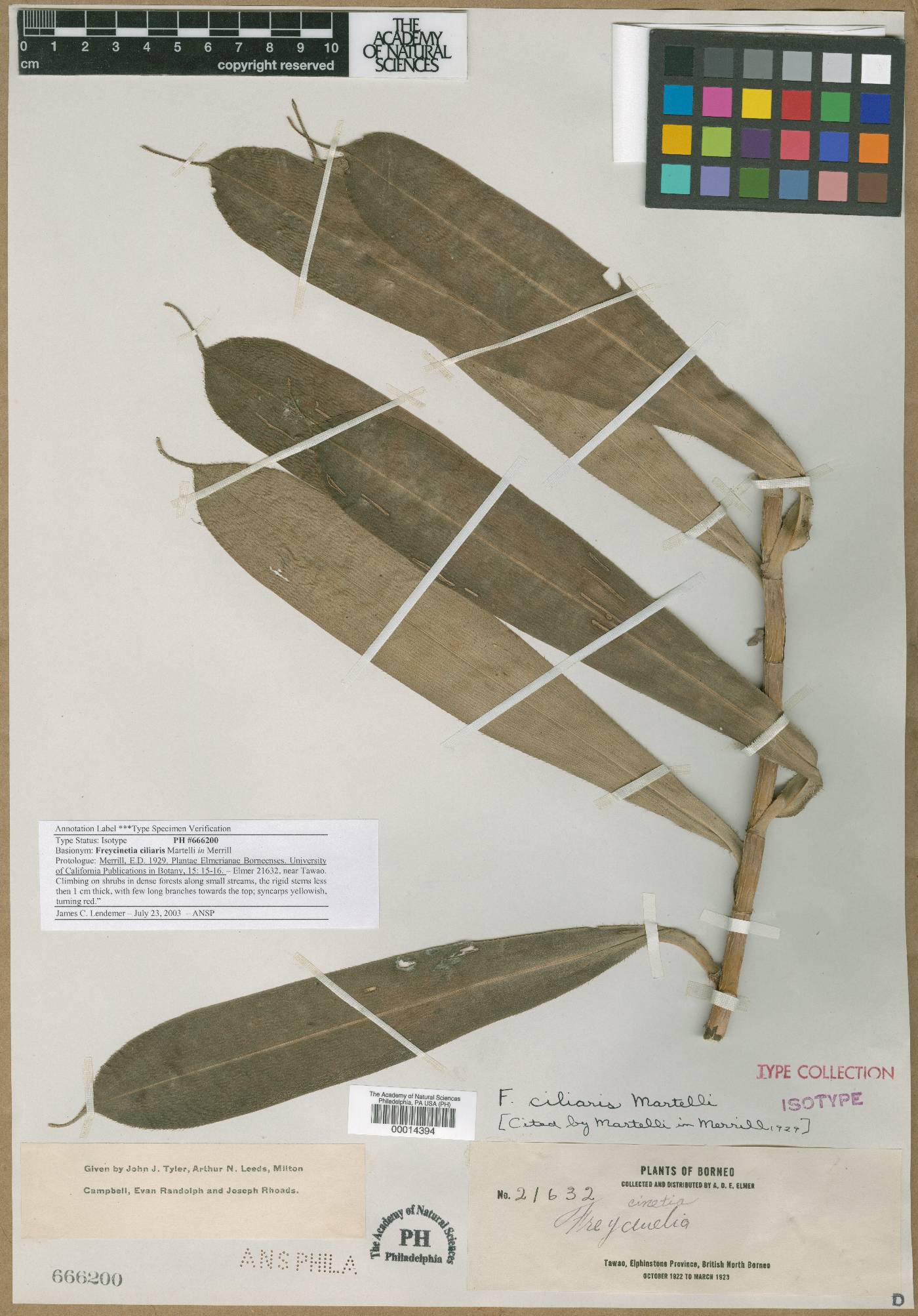 Freycinetia ciliaris image