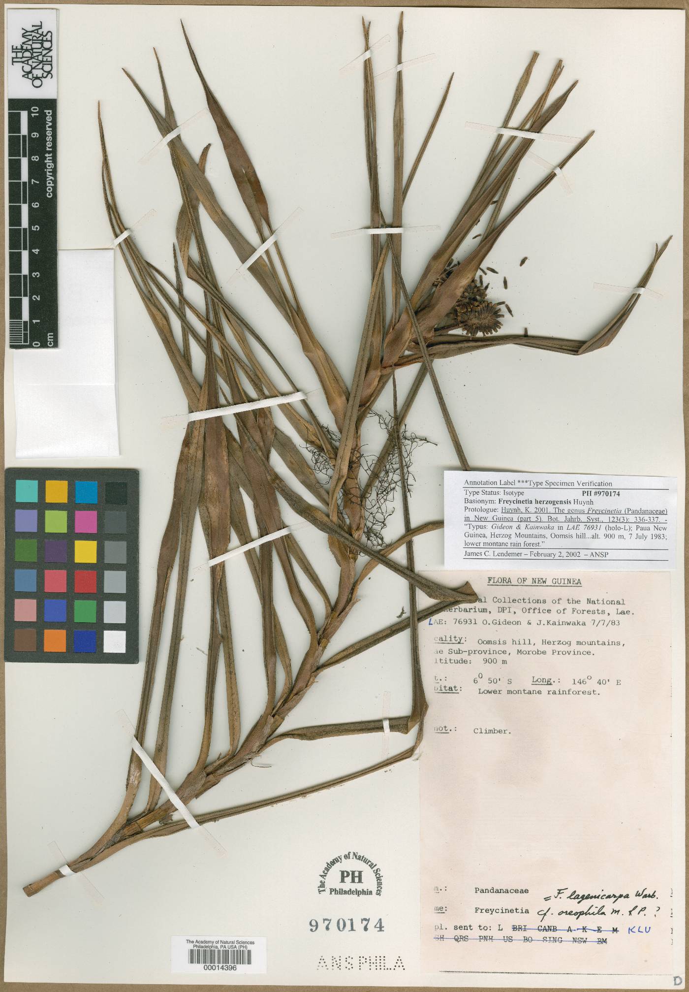 Freycinetia herzogensis image