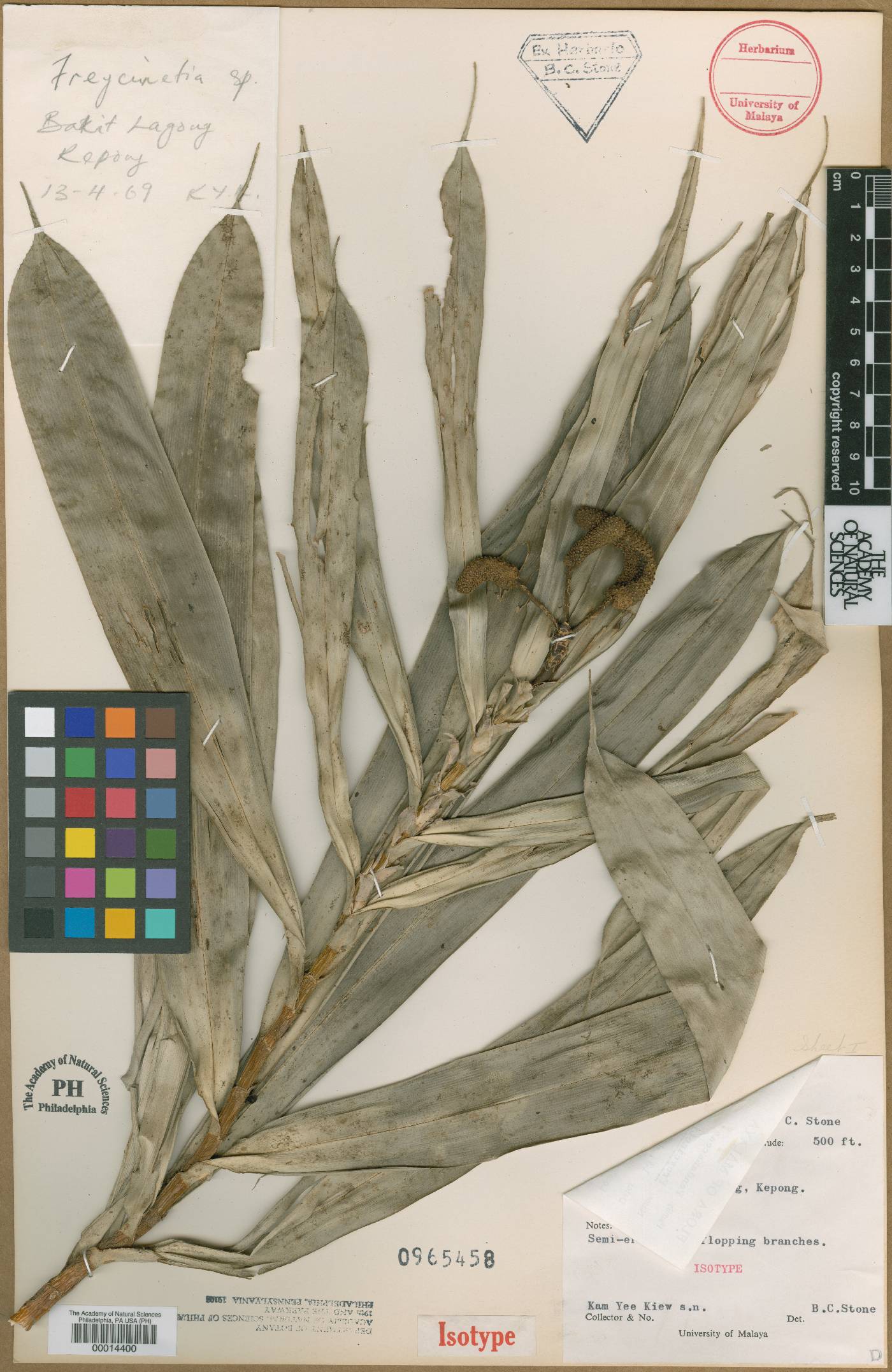 Freycinetia kamiana image