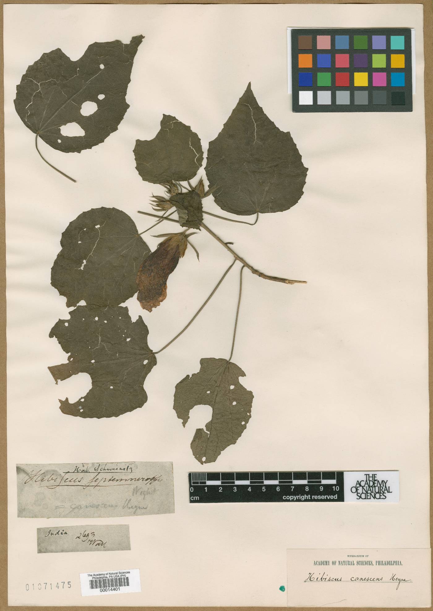 Hibiscus ovalifolius image