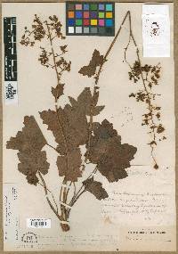 Heuchera americana image