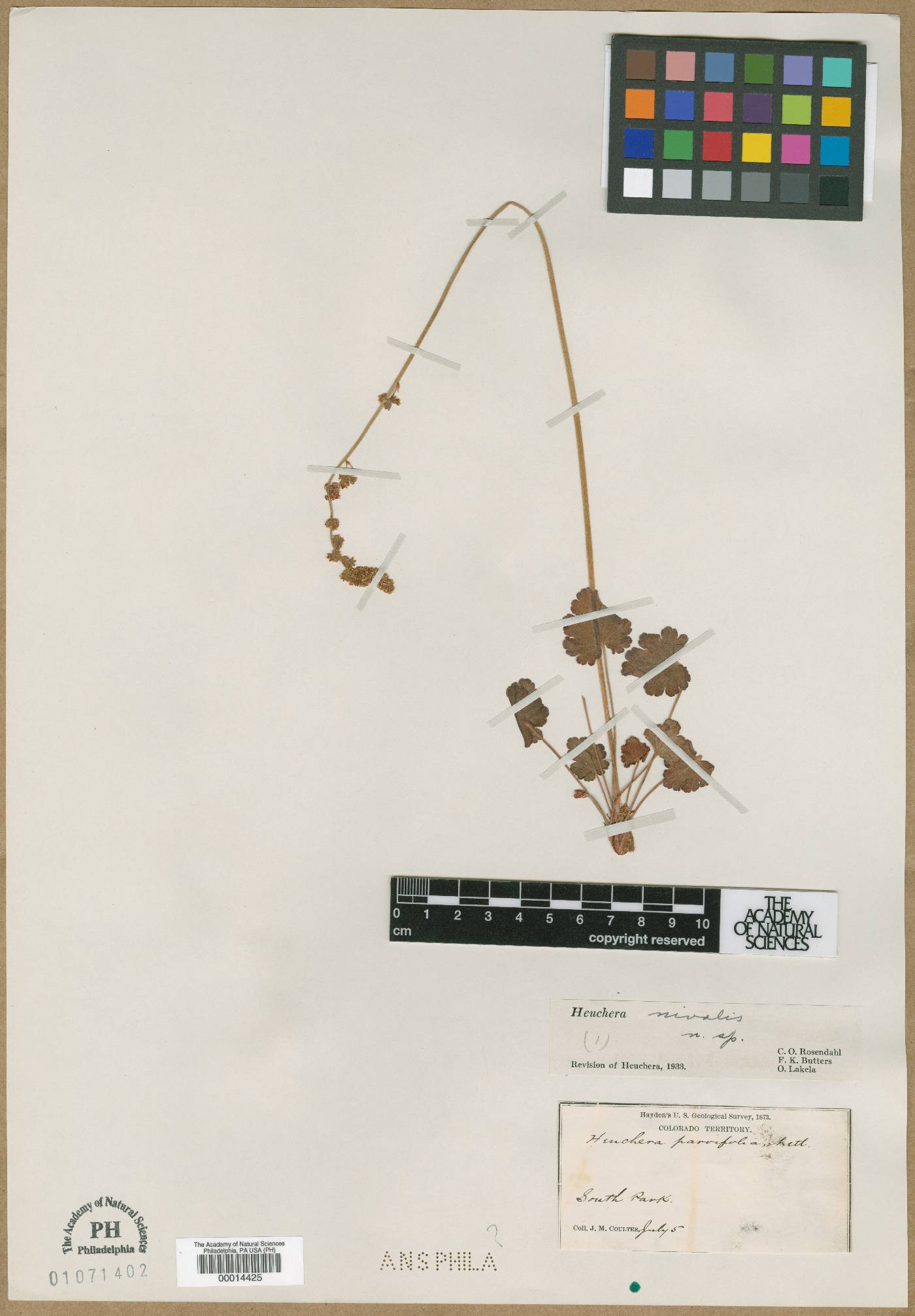 Heuchera nivalis image