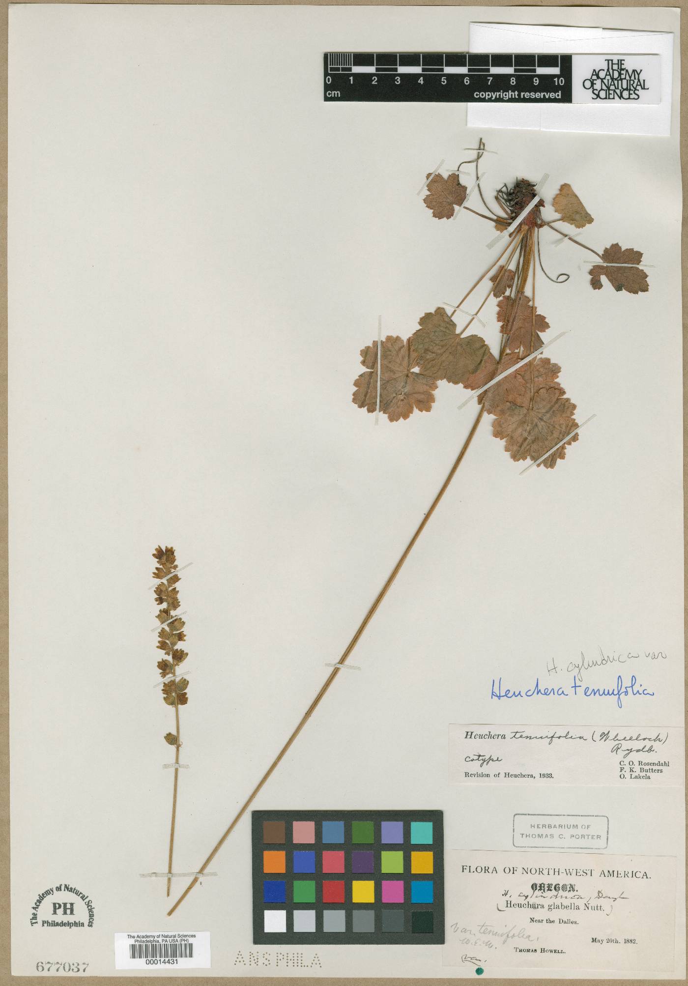 Heuchera glabella image