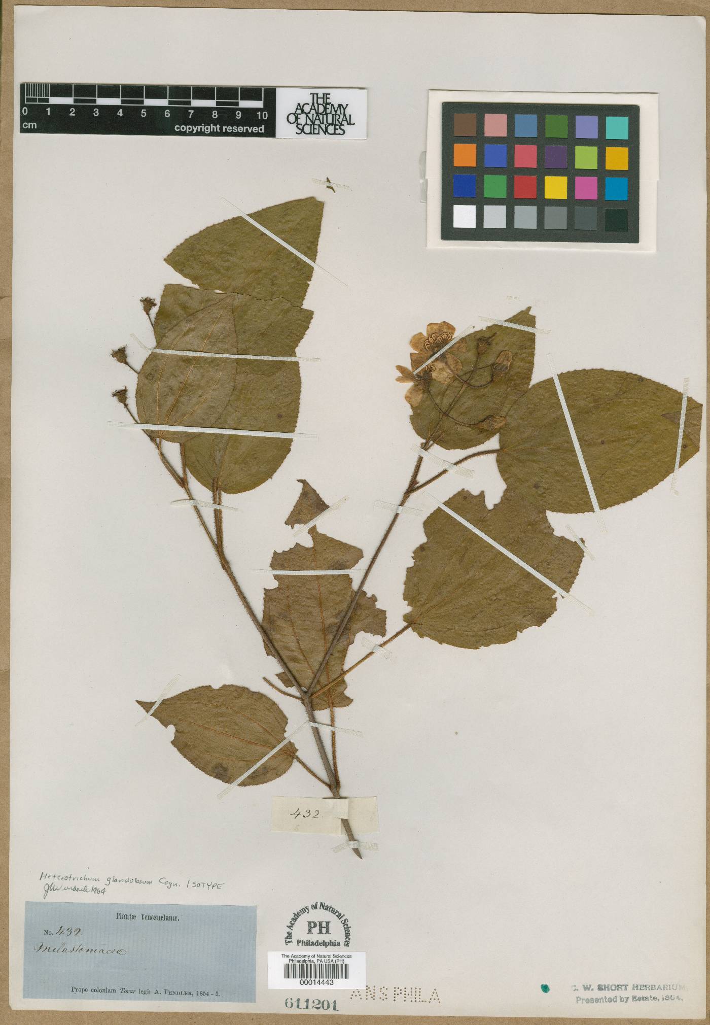 Miconia araguensis image