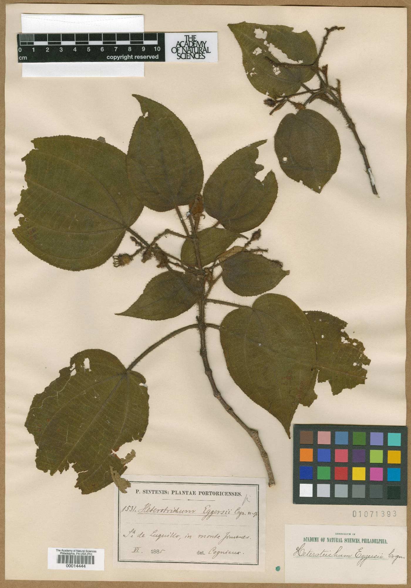 Miconia eggersii image