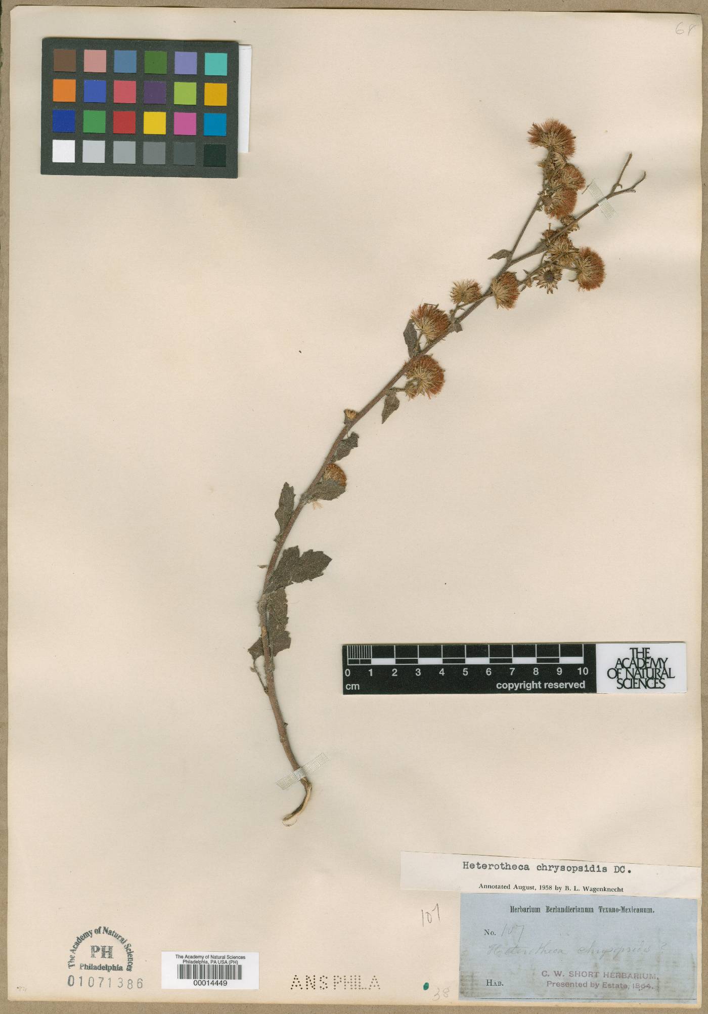 Heterotheca chrysopsidis image
