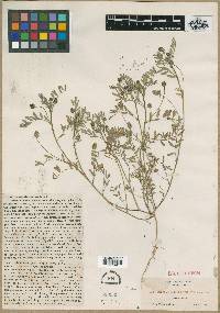 Hesperastragalus compactus image