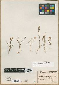 Media resource of Hesperantha flexuosa
