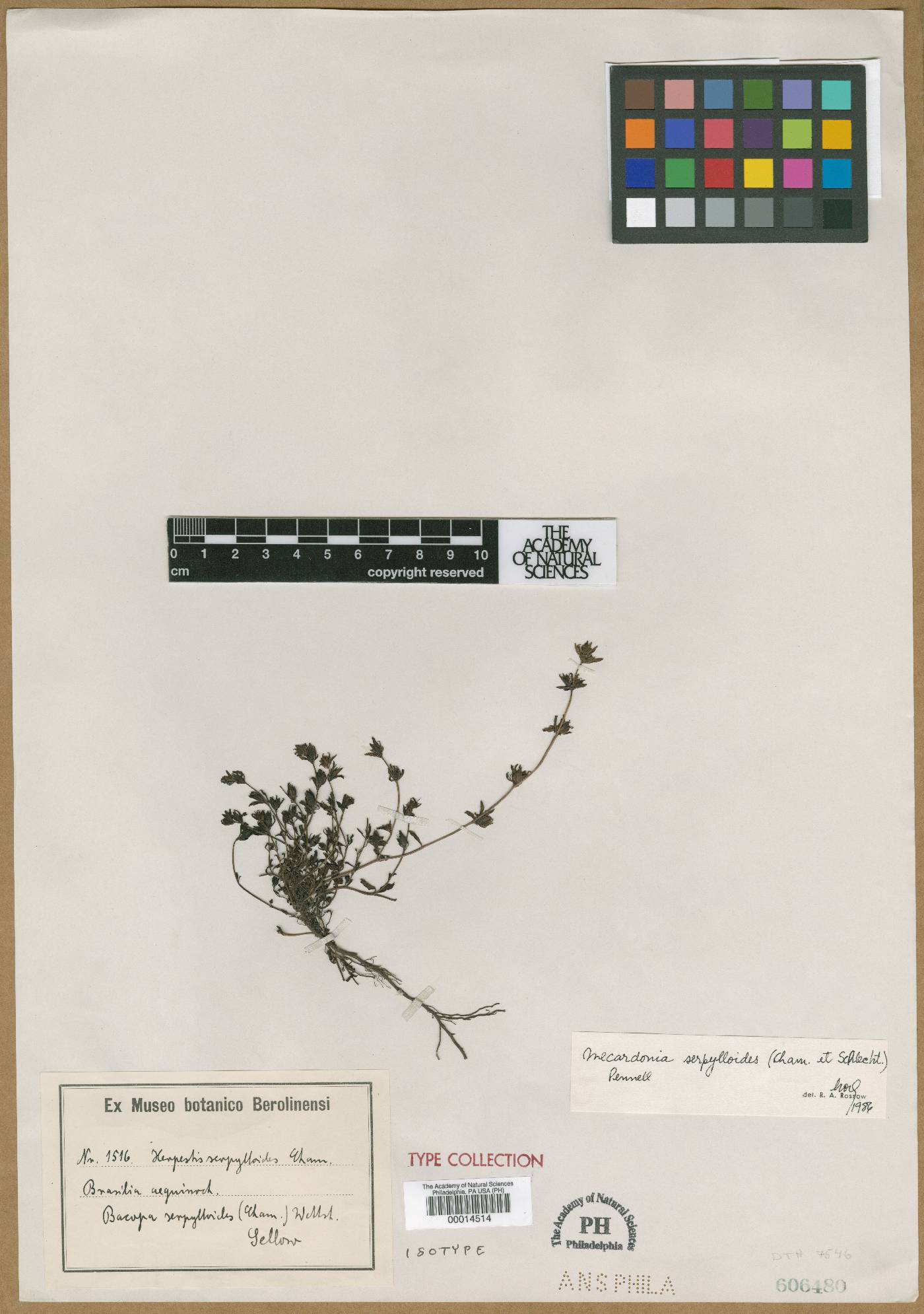 Mecardonia serpylloides image