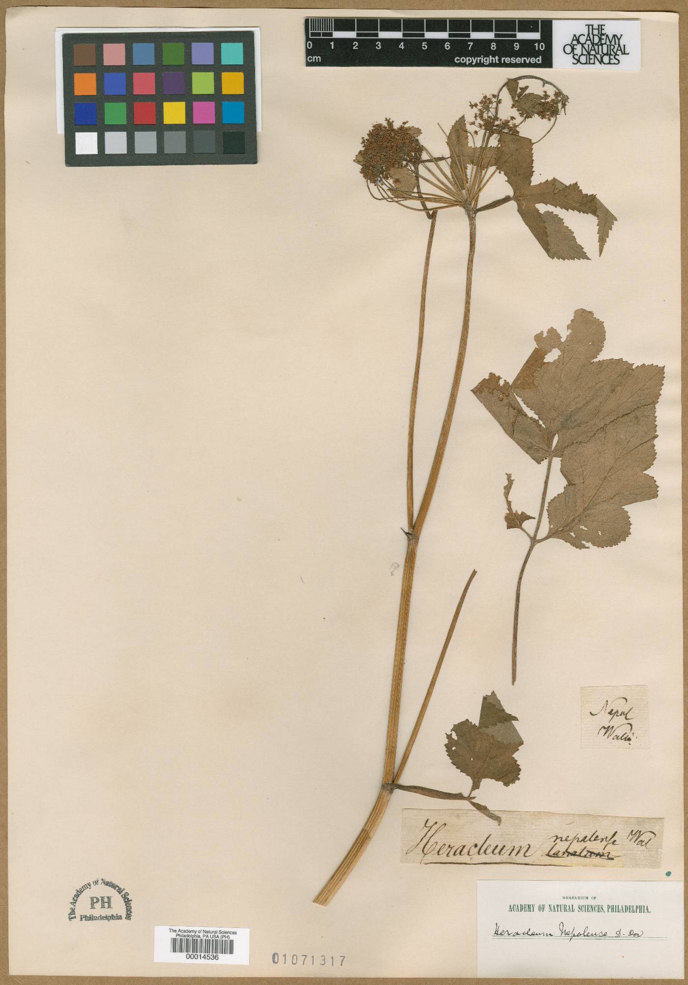 Tetrataenium nepalense image