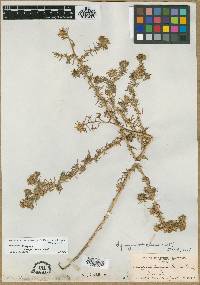 Hemizonia pungens subsp. laevis image