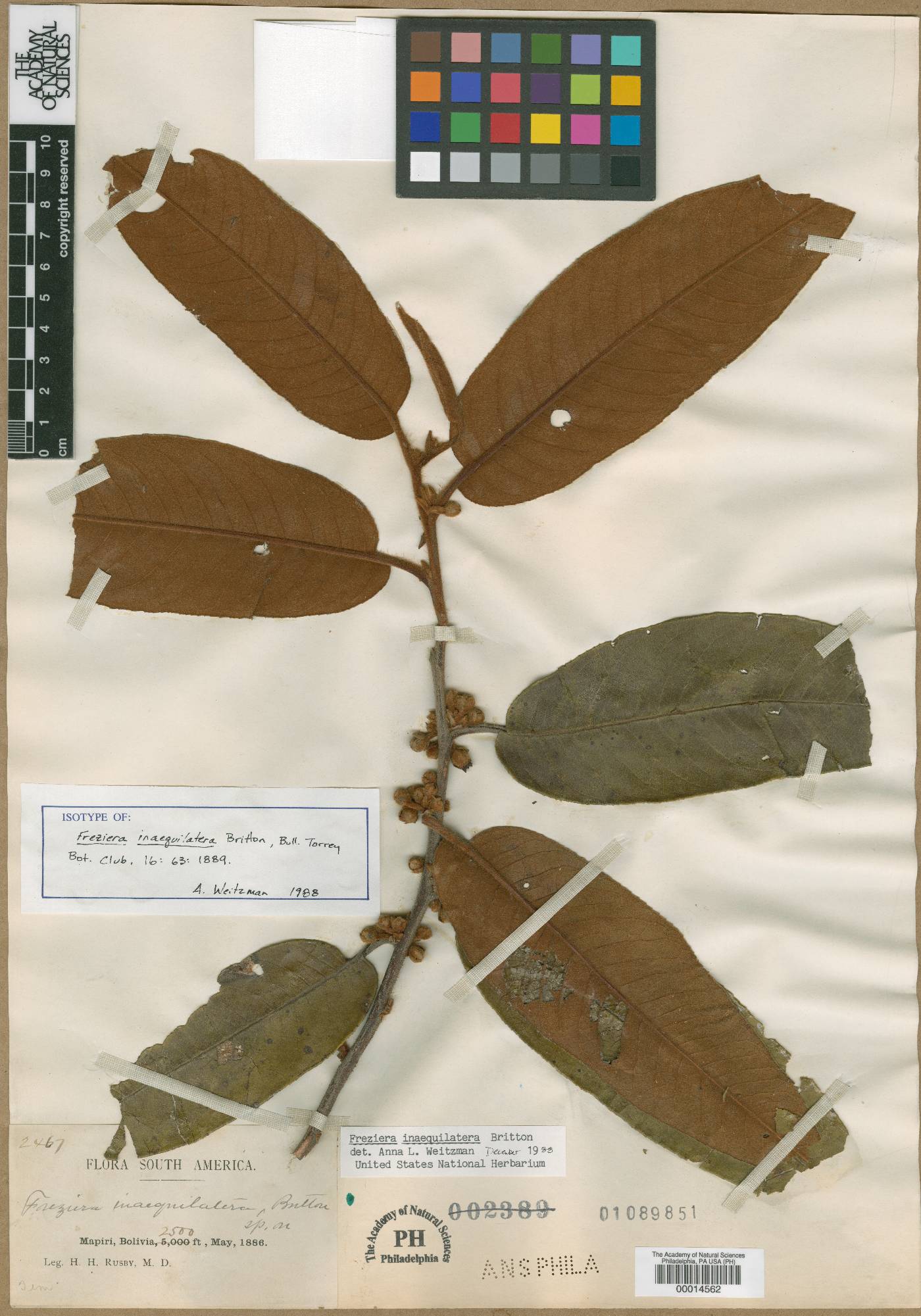 Freziera inaequilatera image