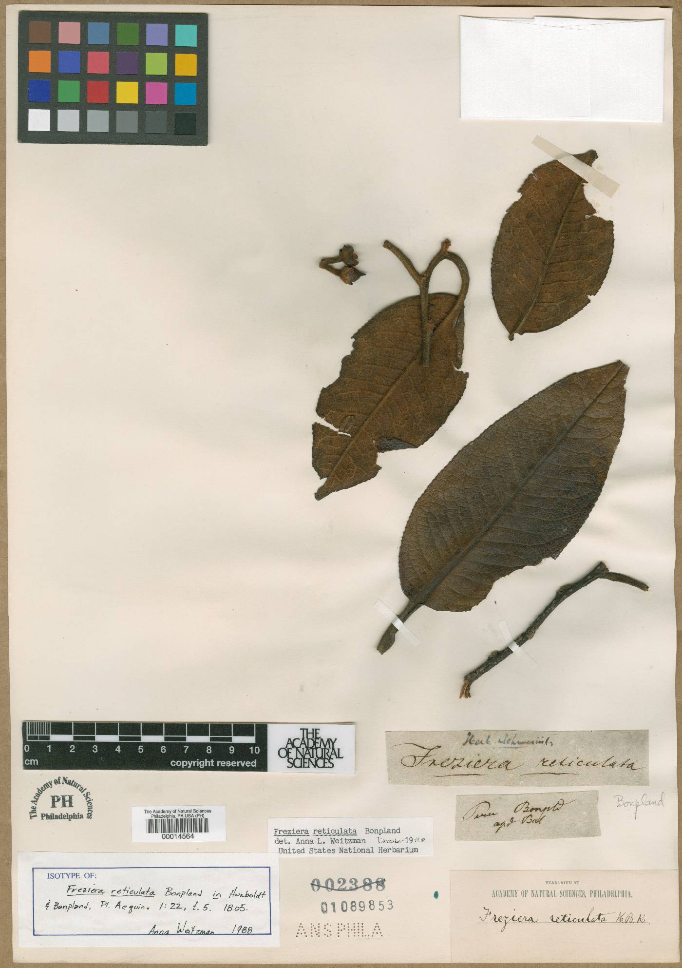 Freziera reticulata image