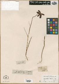 Image of Fritillaria ruthenica