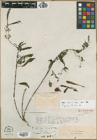 Fuchsia gehrigeri image