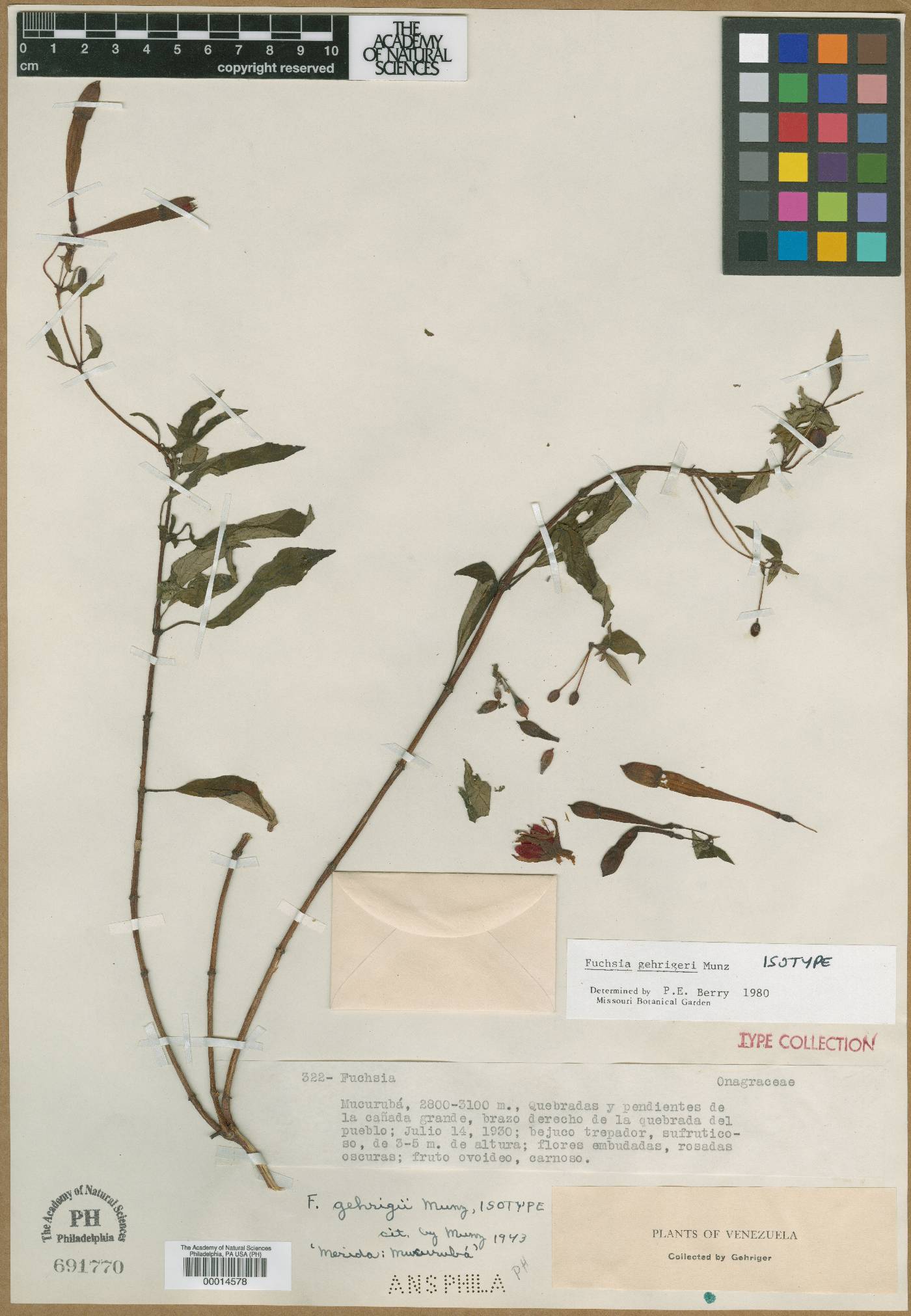 Fuchsia gehrigeri image