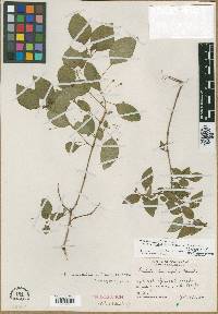 Fuchsia thymifolia image