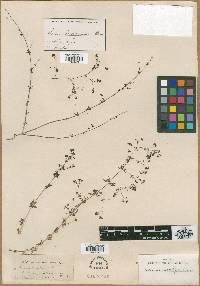 Galium hierosolymitanum image