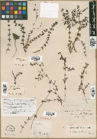 Galium nuttallii subsp. ovalifolium image
