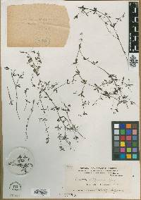 Galium diffusum image
