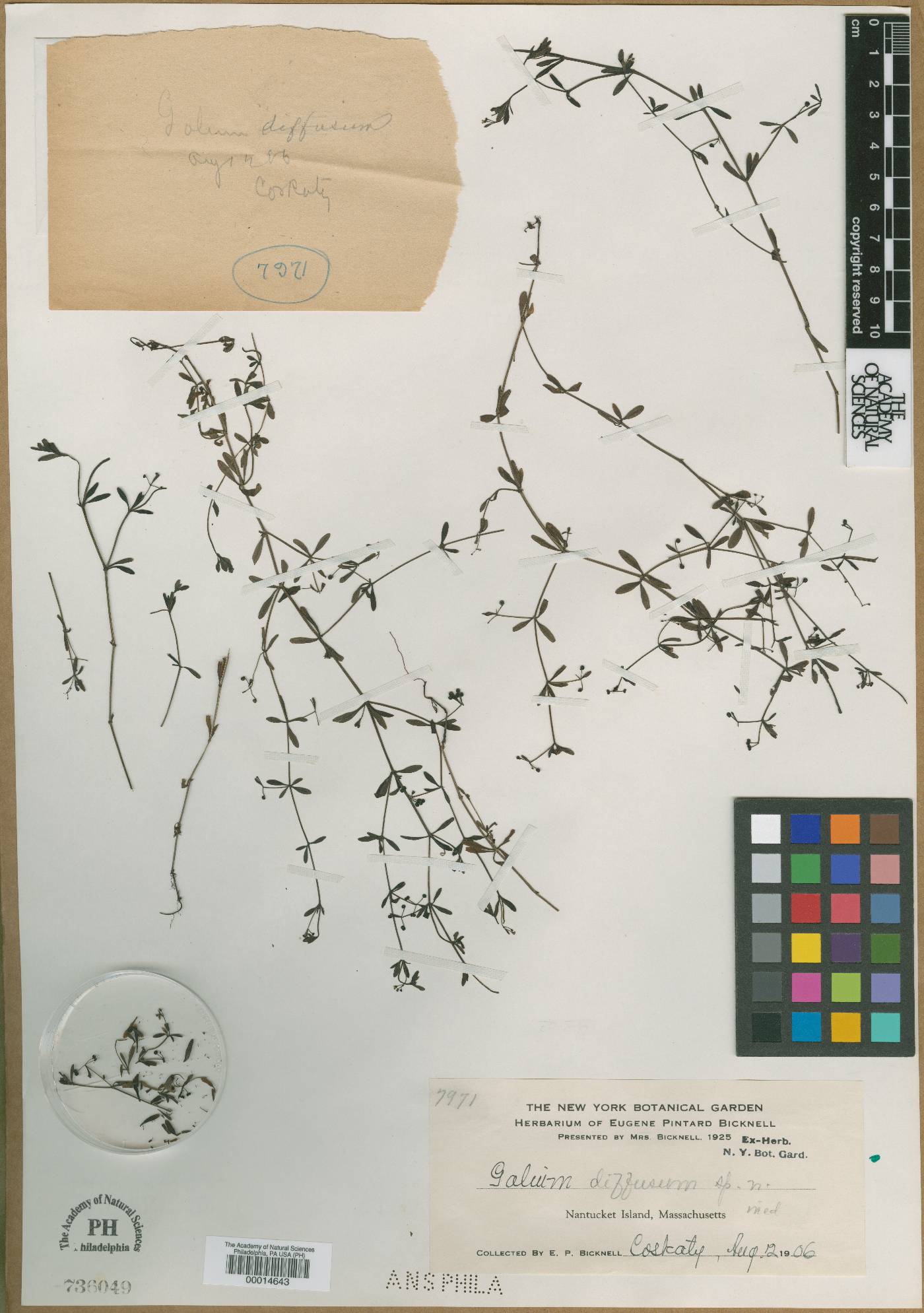 Galium diffusum image