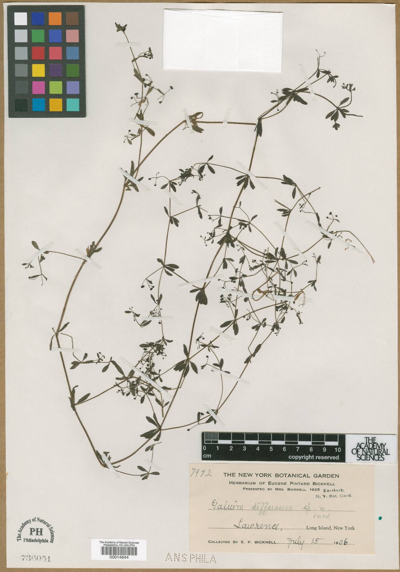 Galium diffusum image
