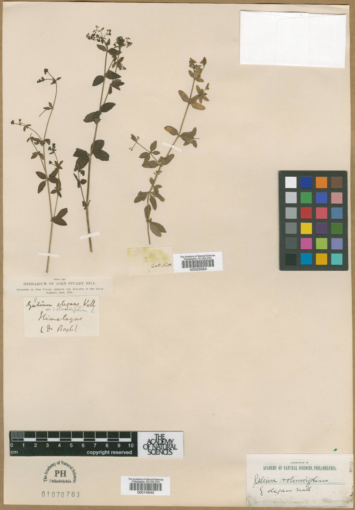 Galium elegans image