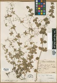 Galium scabrum image